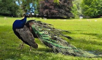 Parc animalier et botanique de Clères