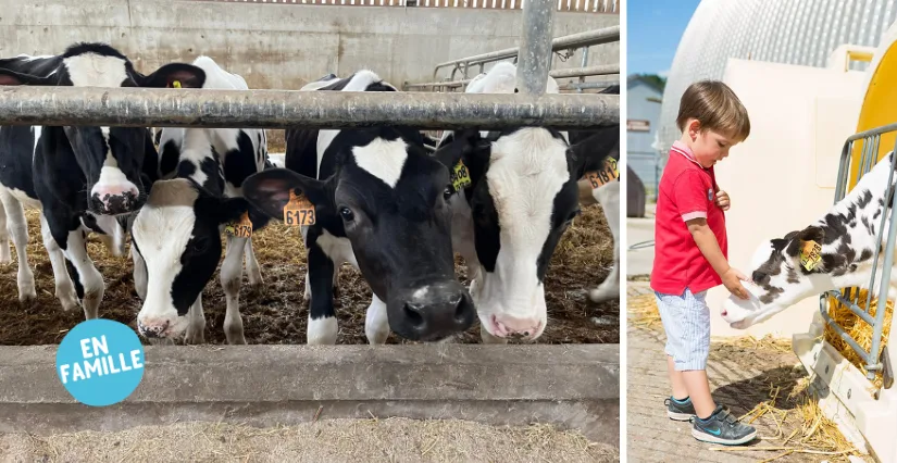Visite guidée de la Ferme de Viltain : découvrez l'étable et la traite des vaches en famille