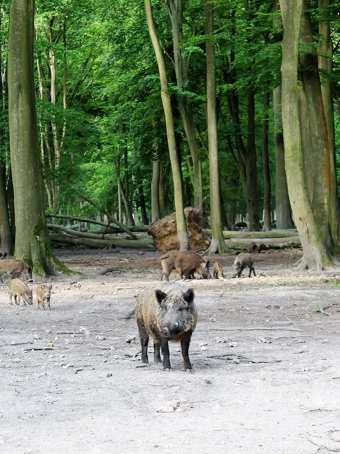 Parc Animalier de la Forêt de Roumare