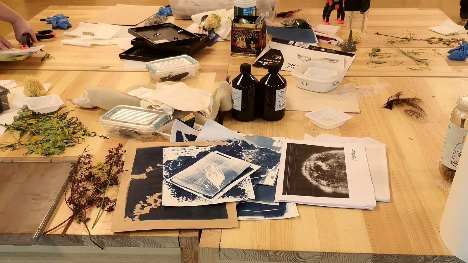 S'initier au cyanotype