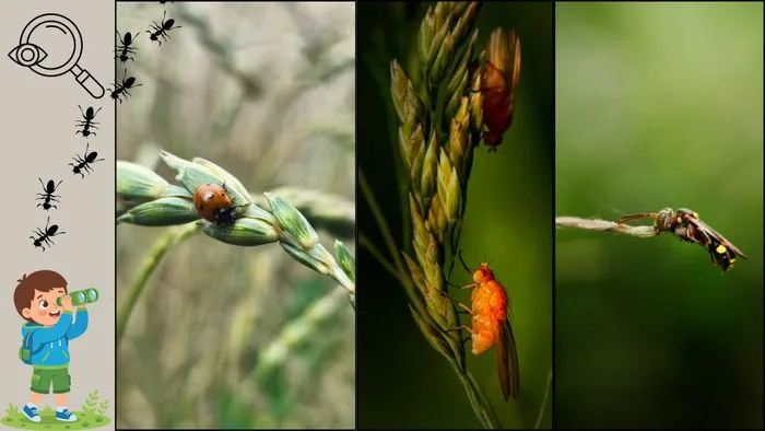 Atelier découverte CANVA et LIBRE DE DROIT - Un peu de nature en ville