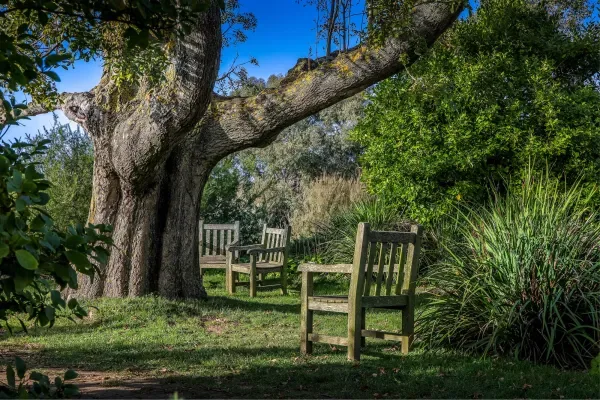 Atelier famille : Les bienfaits des arbres